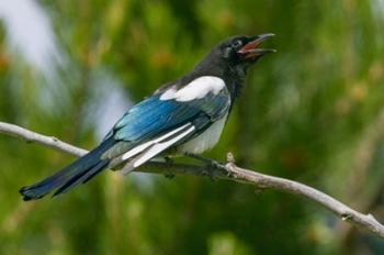 Bozeman, Montana Black-Billed Magpie Vocalizing | Obraz na stenu