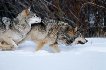 Gray Wolves Running In Snow, Montana | Obraz na stenu