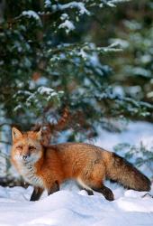 Red Fox Walking In Snow, Montana | Obraz na stenu