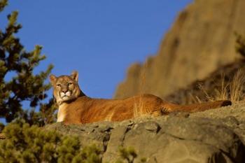 Mountain Lion, Montana | Obraz na stenu