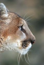 Side Profile Of A Mountain Lion, Montana | Obraz na stenu