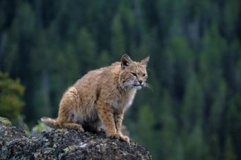 Lynx, Montana | Obraz na stenu