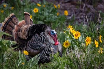 Tom Turkey In Breeding Plumage In Great Basin National Park, Nevada | Obraz na stenu