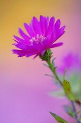 Aster flower in autumn, New Hampshire | Obraz na stenu