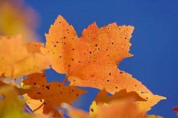 Autumn, White Mountains Forest, New Hampshire | Obraz na stenu