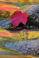Red Maple leaf on rock in Swift River, White Mountain National Forest, New Hampshire | Obraz na stenu