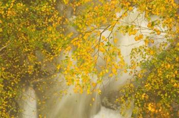 New Hampshire; Lincoln; Franconia Notch flora | Obraz na stenu