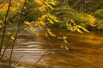 New Hampshire, White Mountain National Forest River | Obraz na stenu