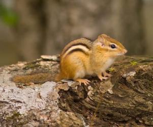 New Hampshire; Lincoln; Franconia Notch SP, Chipmunk | Obraz na stenu