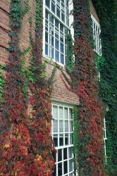 Hanover Ivy on Dartmouth College Building, New Hampshire | Obraz na stenu