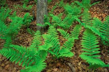 Ferns Next to Woodman Brook, Tributary of the Lamprey River, New Hampshire | Obraz na stenu