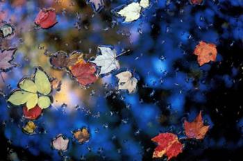 Leaves in a Pond Next to Kilburn Loop Trail, Pisgah State Park, New Hampshire | Obraz na stenu