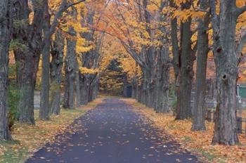 Sugar Maples in a Rye Cemetary, New Hampshire | Obraz na stenu