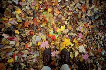 Fall Foliage on Forest Floor in White Mountains, New Hampshire | Obraz na stenu