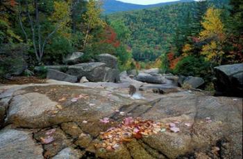 Fall Foliage, Appalachian Trail, White Mountains, New Hampshire | Obraz na stenu