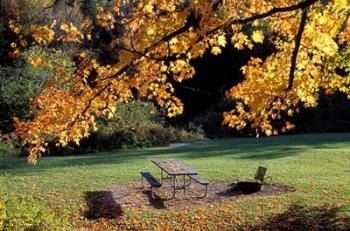 Fall Foliage on Cohos Trail, Zealand Campground, Twin Mountain, New Hampshire | Obraz na stenu