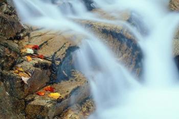 Pearl Cascade on the Avalon Trail, New Hampshire | Obraz na stenu