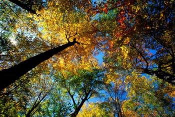 Northern Hardwood Forest, New Hampshire | Obraz na stenu