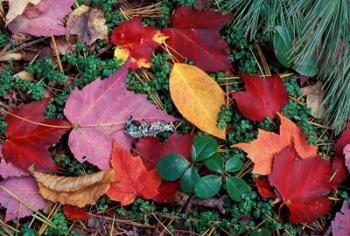 Greeley Ponds Trail in Northern Hardwood Forest, New Hampshire | Obraz na stenu