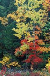 Lower Falls, Swift River, Big Tooth Aspen, White Mountains, New Hampshire | Obraz na stenu