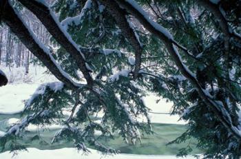 Snow and Eastern Hemlock, New Hampshire | Obraz na stenu