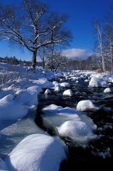 Wildcat River, New Hampshire | Obraz na stenu