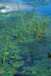 Water Lilies, New Hampshire | Obraz na stenu