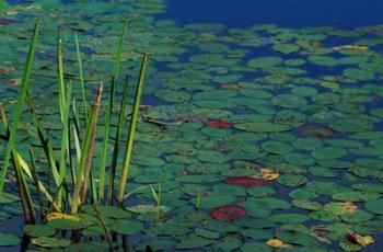 Pond Water Lilies, Brookline, New Hampshire | Obraz na stenu