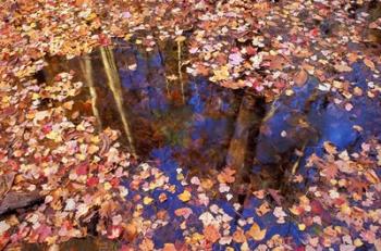 Fall Leaves and Reflections, Nature Conservancy Land Along Crommett Creek, New Hampshire | Obraz na stenu