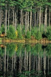 Eastern White Pines in Meadow Lake, Headwaters to the Lamprey River, New Hampshire | Obraz na stenu