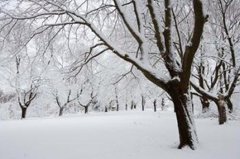 Snow-Covered Maple Trees in Odiorne Point State Park in Rye, New Hampshire | Obraz na stenu