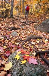 Hiking Sugarloaf Trail, White Mountain National Forest, Twin Mountain, New Hampshire | Obraz na stenu