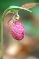 Pink Lady's Slipper near Woodman Brook, Durham, New Hampshire | Obraz na stenu