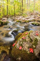 Autumn stream, Grafton, New Hampshire | Obraz na stenu