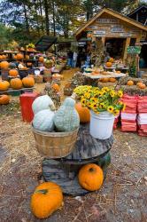 A farm stand in Holderness, New Hampshire | Obraz na stenu