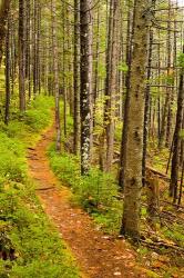 A trail around Ammonoosuc Lake, White Mountain National Forest, New Hampshire | Obraz na stenu