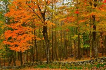 Stone Wall, Sugar Hill, New Hampshire | Obraz na stenu