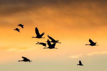 Cranes And Geese Flying, New Mexico | Obraz na stenu