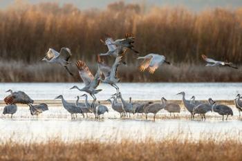 Sandhill Cranes Flying, New Mexico | Obraz na stenu