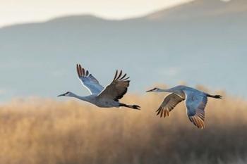 Two Sandhill Cranes Flying, New Mexico | Obraz na stenu