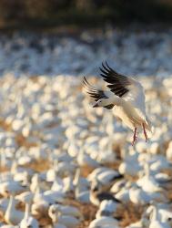 Snow Geese Landing In Corn Fields, New Mexico | Obraz na stenu