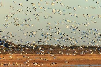 Snow Geese Taking Off From Their Morning Roost, New Mexico | Obraz na stenu