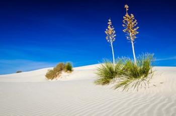 Soaptree Yucca And Dunes, White Sands National Monument, New Mexico | Obraz na stenu