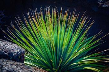 Succulent On Malpais Nature Trail, New Mexico | Obraz na stenu