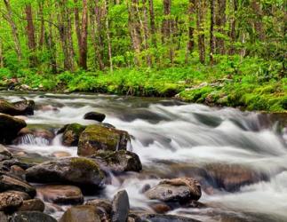 Water Flows At Straight Fork, North Carolina | Obraz na stenu