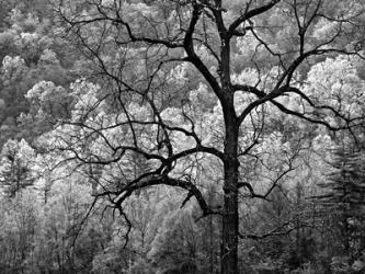 Tree Caught In Dawn's Early Light, North Carolina (BW) | Obraz na stenu