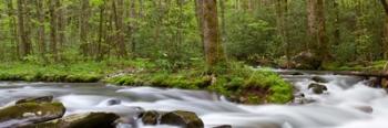 Panoramic Of Straight Fork Creek In Spring, North Carolina | Obraz na stenu