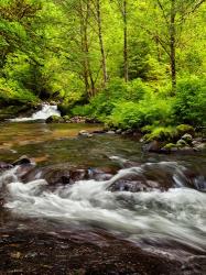 Siuslaw National Forest, Sweet Creek, Oregon | Obraz na stenu