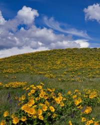 Rowena Plateau Landscape, Oregon | Obraz na stenu