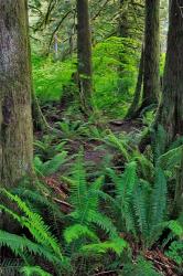 Scenic Forest, Oregon | Obraz na stenu